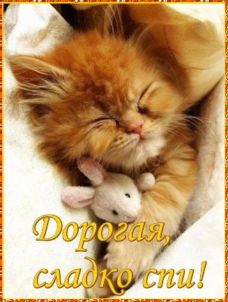 Сон Открытка. Спокойной ночи! Сладких снов! Котик с зайкой аватар