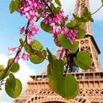 Город Ветка цветущего дерева на фоне эйфелевой башни аватар