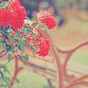 Город Лавочка в парке на фоне красных цветов аватар