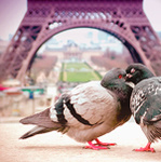 Город Целующиеся голуби на фоне эйфелевой башни аватар