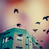 Город Рядом с домом летают птицы аватар