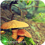 Грибы Два гриба,над ними ветка от дерева аватар
