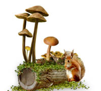 Грибы Белка у поваленного дерева с грибами аватар