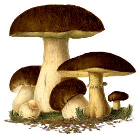 Грибы Симпатичное семейство грибов аватар