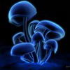 Грибы Синие грибы аватар