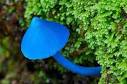 Грибы Голубой гриб аватар