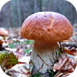 Грибы Белый гриб в осеннем лесу аватар