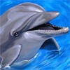 Дельфины Дельфин высунулся из воды и начал общение аватар