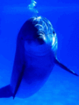 Дельфины Вид дельфина сквозь воду аватар