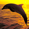 Дельфины Дельфин на фоне моря на закате аватар