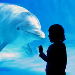 Дельфины Девочка в  океанариуме рассматривает дельфина аватар