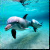 Дельфины Два дельфина плывут аватар