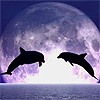 Дельфины Два дельфина прыгают навстречу друг другу аватар