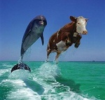 Дельфины Дельфин и корова летят над водой аватар