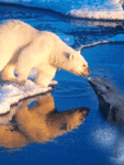 Дельфины Белый медведь и дельфин целуются аватар
