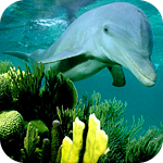 Дельфины Дельфин проплывает над кораллами аватар
