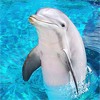 Дельфины Дельфин стоит в воде аватар