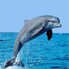 Дельфины Дельфин в прыжке над морем аватар