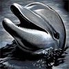 Дельфины Дельфин высунулся из воды для общения с человеком аватар