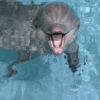 Дельфины Дельфин с раскрытым ртом аватар