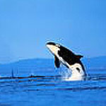 Дельфины Дельфин с белыми боками аватар