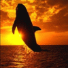 Дельфины Дельфин в лучах заката аватар