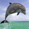 Дельфины Дельфин в прыжке над водой аватар