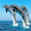 Дельфины Три дельфина в полете над водой аватар