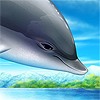 Дельфины Дельфин в полете аватар