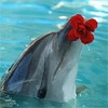Дельфины Дельфин с цветком аватар