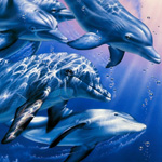 Дельфины Дельфины в воде аватар