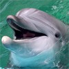 Дельфины Дельфин высунулся из воды и запел аватар