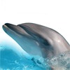 Дельфины Дельфин высунулся из воды аватар
