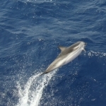 Дельфины Дельфин в прыжке. Вид сверху аватар