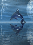 Дельфины Дельфин в момент ныряния в воду аватар