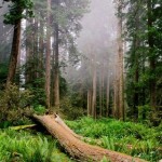 Деревья Сосновый лес, поваленное бурей дерево аватар