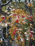 Деревья Рябина в снегу аватар