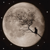 Деревья Дерево на луне аватар