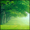Деревья Зеленые деревья аватар
