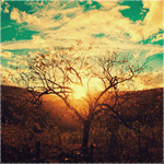 Деревья Дерево в пустыне на фоне неба аватар