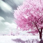 Деревья Розовое дерево под снегом аватар