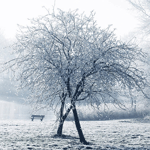 Деревья Деревья в снегу аватар