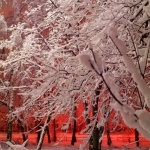 Деревья Деревья стоят в снегу,а вечер красен!!! аватар