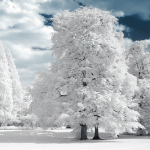 Деревья Деревья стоят, утопая в снегу аватар
