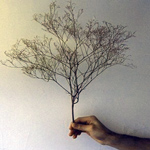 Деревья Дерево в руке аватар