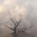 Деревья Дерево в тумане аватар