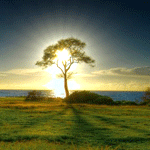 Деревья Дерево в лучах солнца аватар
