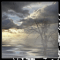 Деревья Затопленное дерево в тумане аватар