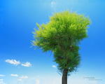 Деревья Красивое зеленое дерево аватар