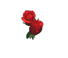 Валентинки Розы в сердце аватар